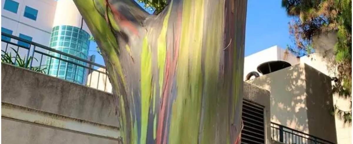 Kolorowe drzewo