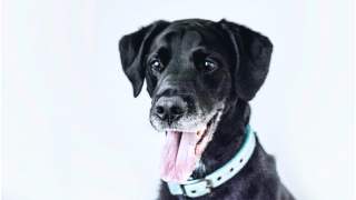 Pies po przejściach znalazł dobrego właściciela