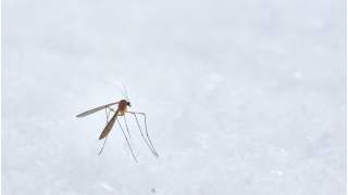 Przełom w walce z malarią?