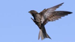 Budki dla jerzyków to nowy sposób na komary