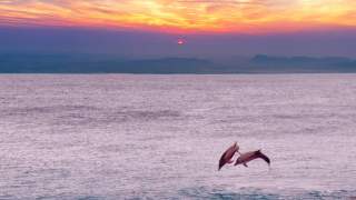 Delfiny wracają do dawno nie odwiedzanych siedlisk