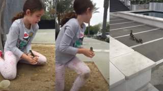 Dziewczynka ratuje kaczuszki