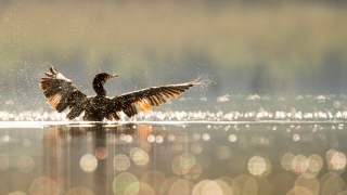 Dźwięki natury usłyszymy zdecydowanie wyraźniej