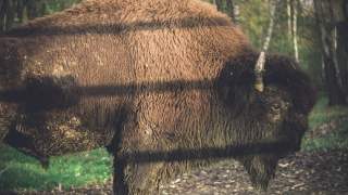 Leśnicy policzyli żubry w Bieszczadach, wyniki są zadowalające