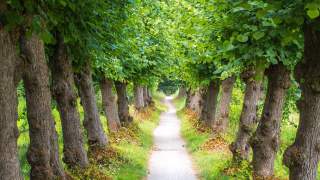 Oszczędności dzięki drzewom są możliwe