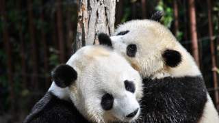 Pandy wielkie od lat są zagrożonym gatunkiem