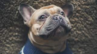 pies-chris-benson-unsplash