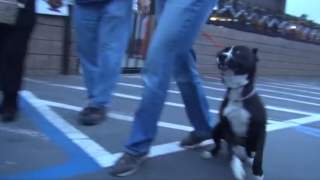 Pies wychodzi ze schroniska. nie potrafi opanować swojej radości