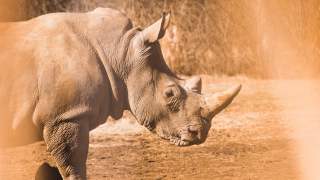 Psy potrafią uratować dzikie zwierzęta przed kłusownikami