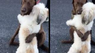 Psy rzuciły się na siebie, nie kryjąc radości