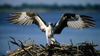 Ptaki pod ochroną ponownie zawitały do Polski