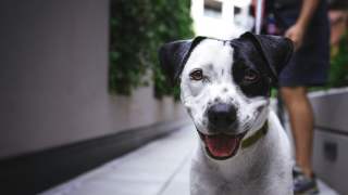 Schronisko Na Paluchu cieszy się ostatnio ogromną popularnością