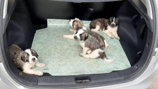 Policja uratowała bezbronne szczeniaczki