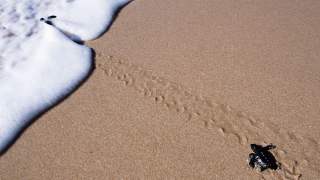 Żółwie doceniają uroki kwarantanny