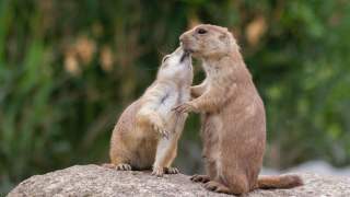 Zwierzęta ze stanu Kolorado odzyskają bezpieczeństwo