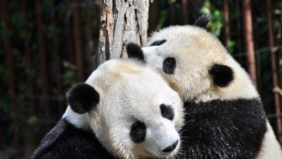 Pandy wielkie od lat są zagrożonym gatunkiem