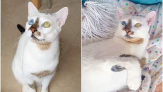 Adopcja tego kociaka i jego właścicielki okazała się doskonałą decyzją