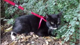 Kot wytropił biżuterię w krzakach.