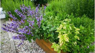 Gdańsk się zazielenia