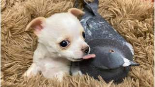 Gołąb i szczeniaczek tworzą niesamowitą przyjaźń