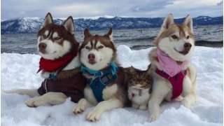 Husky zaadoptowały kota, który uwierzył, że jest jednym z nich