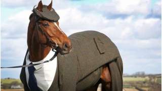 Koń ubrany w garnitur