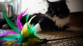 Kot z czterema uszkami jest zupełnie wyjątkowy