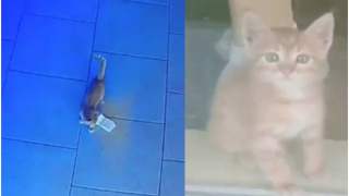 Kot próbował wynieść pieniądze z baru.