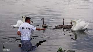 Łabędź został uratowany przez policjant&oacute;w.