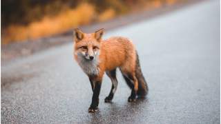 Lis-złodziej kradł buty mieszkańcom Berlina.