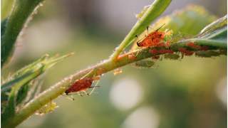 Najlepsze sposoby na mszyce i mrówki w ogrodzie