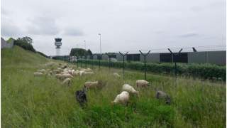 Owce zamiast kosiarek na lotnisku w Belgii.