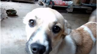 Bezdomny pies znaleziony na budowie