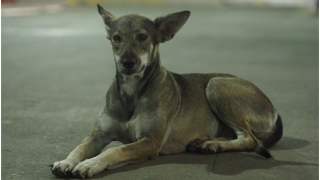 Pies znalazł bezpieczne miejsce dzięki ochroniarzowi