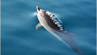 Delfiny tworzą boysbandy