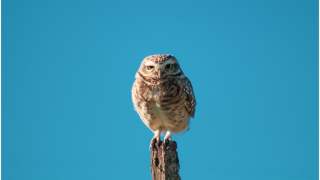 Sowa została kaczą mamą