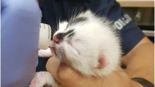 Policjant karmiący kociaka