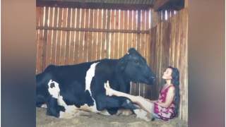 Patrica Varela Favano w niezwykłym duecie z krową