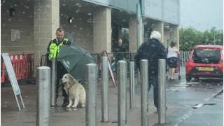 Ochroniarz osłania psa przed deszczem