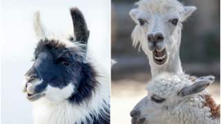 Lama może pomóc w zwalczeniu koronawirusa.