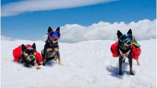 Oto Bella, Bonnie i Bolt