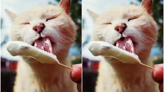 Koty lubią lody i inne formy ochłody