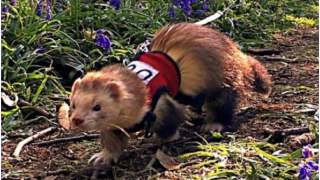 Bandit to dzielna norka, która zdołała przebiec maraton.