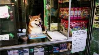 Pieseł sprzedający papierosy