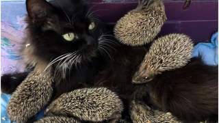 Kocia mama z jeżami