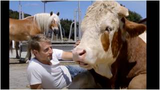 Przytulanie z krową ma zbawienny wpływ na psychikę człowieka