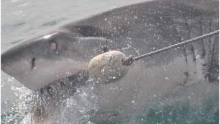 Rekin zaatakował chłopca.