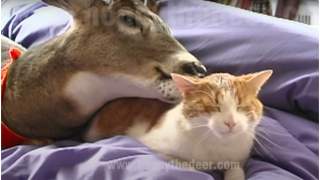 Jeleń zaprzyjaźnił się z kotem.