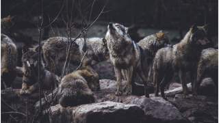 Wilki pomogły potrzebującej kobiecie.