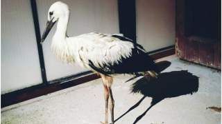 Bocian uzyskał pomoc na posterunku policji.